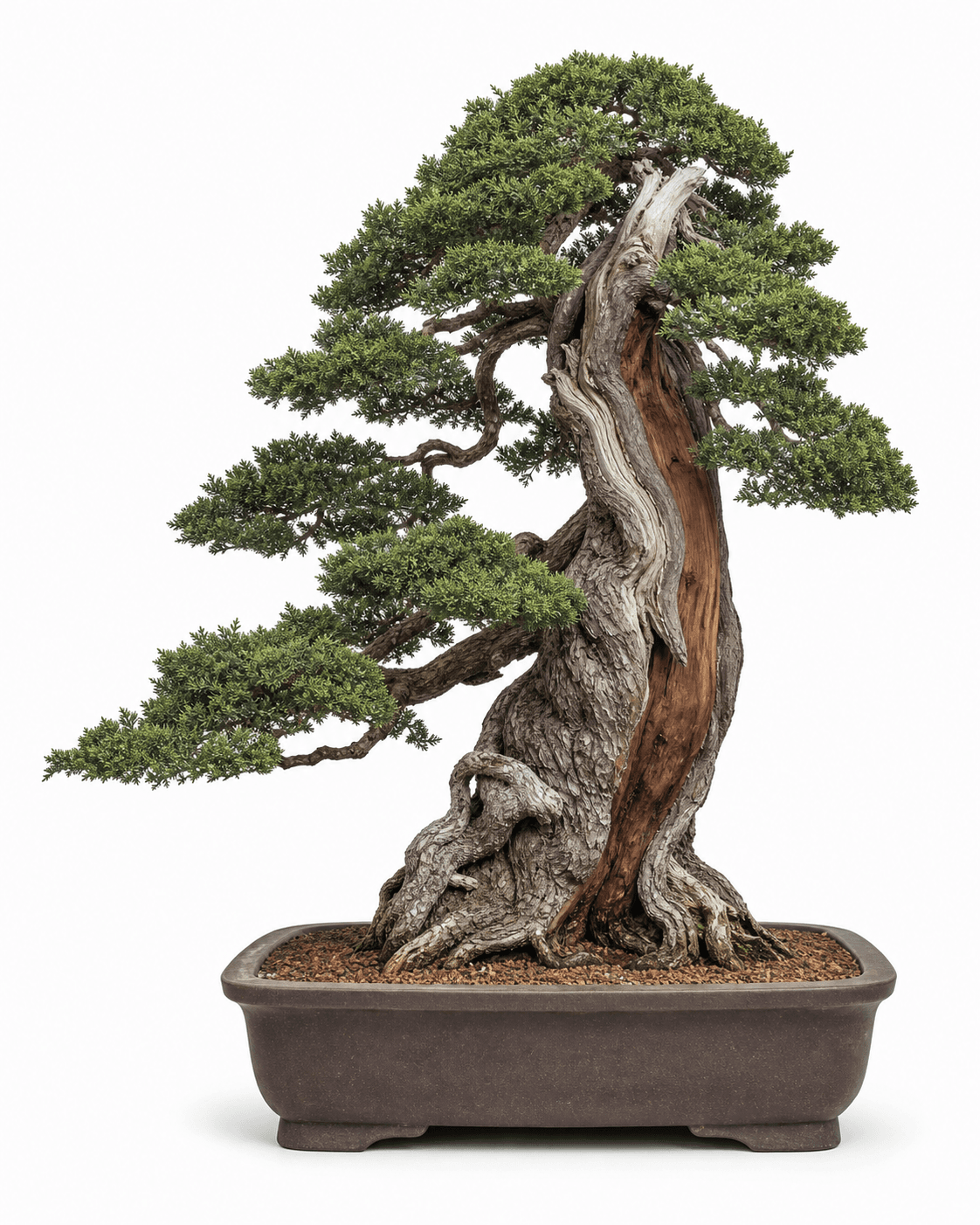 Toyama shimpaku bonsai with a massive weathered trunk, deep-green scale foliage, a broad red live vein, and an unglazed iron-brown rectangular pot