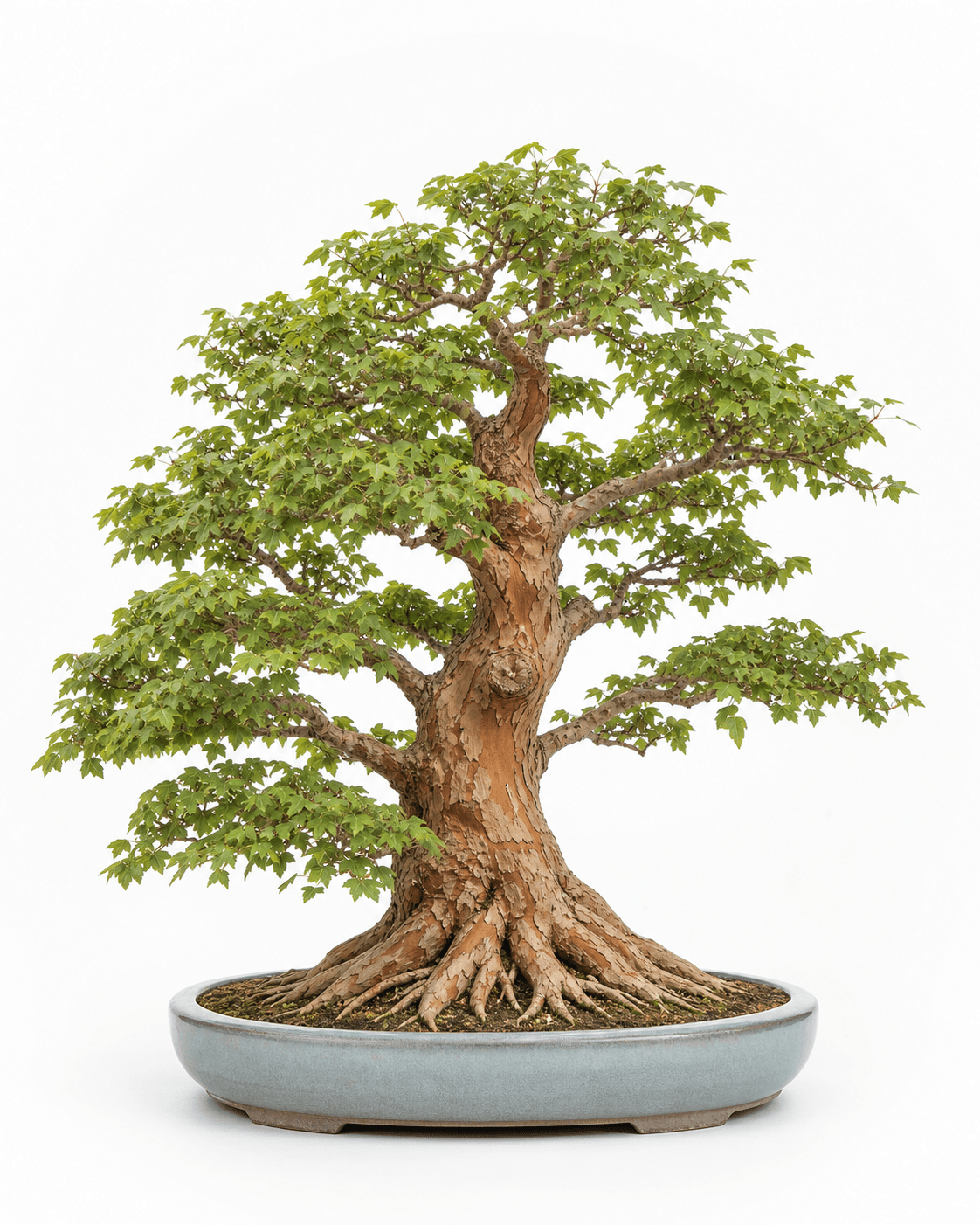 Trident maple bonsai with a broad plated nebari, an orange-brown exfoliating trunk, a rounded green canopy, and a pale blue-gray oval pot