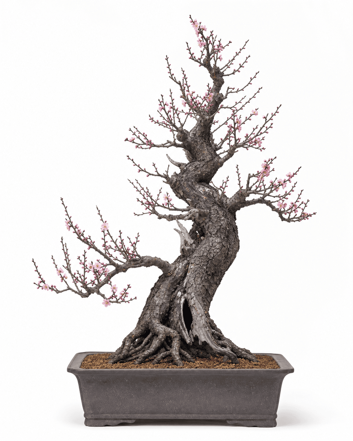 Ume bonsai with a rugged flowering trunk, sparse upward branches, pale pink blooms, restrained deadwood, and a dark unglazed rectangular pot