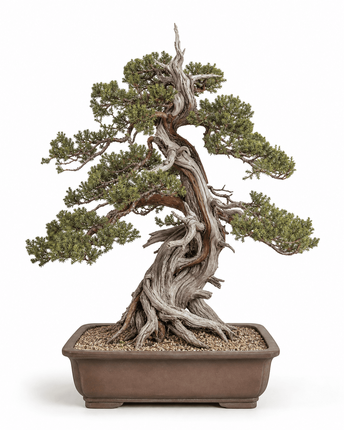 Utah juniper bonsai with fibrous fractured deadwood, narrow reddish living veins, coarse gray-green scale foliage, and an unglazed rectangular pot