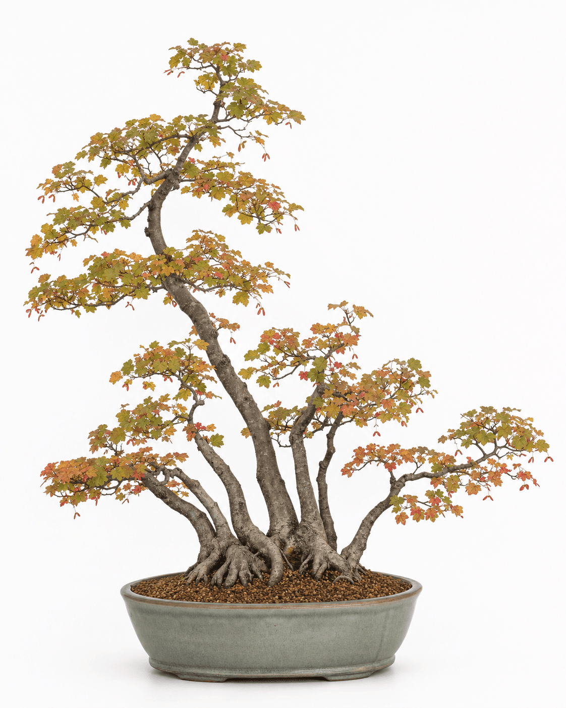 Vine maple bonsai in a connected multi-trunk clump with shallow-lobed autumn foliage, red samaras, and a gray-green oval pot
