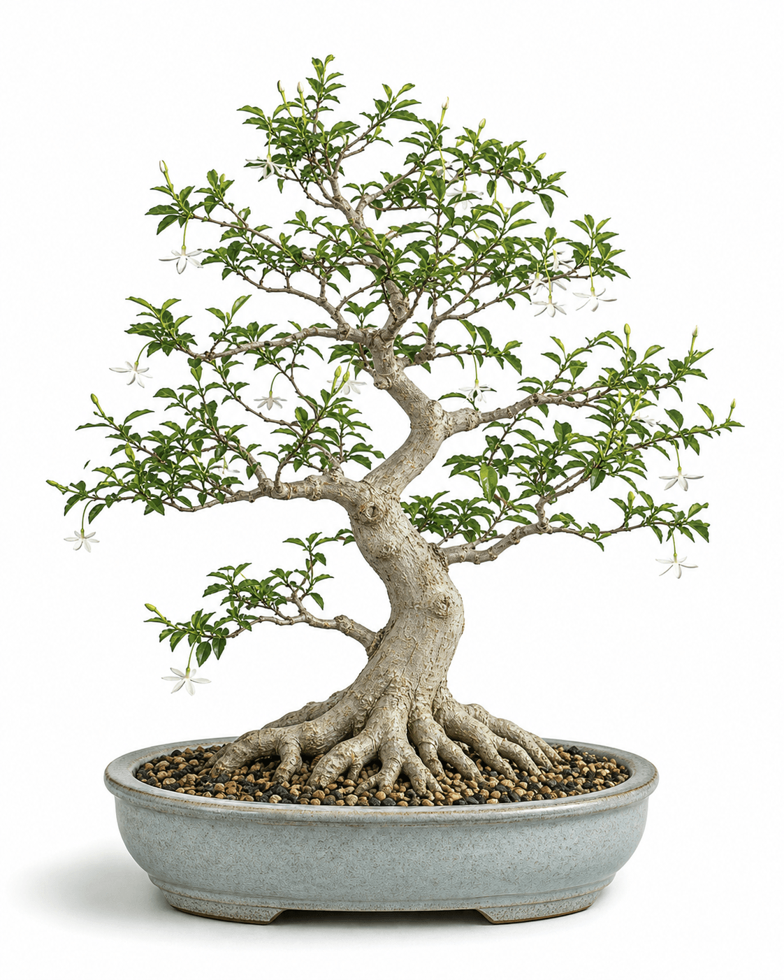 Water jasmine bonsai with small opposite leaves, pendant white flowers, a pale sinuous trunk, and a muted celadon oval pot
