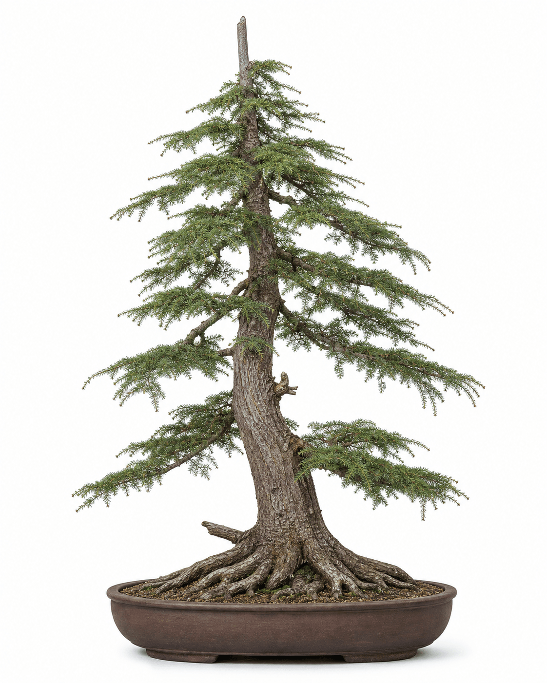 Western hemlock bonsai with soft lateral needle sprays, sparse lower branches, a dead central leader, and an unglazed oval pot