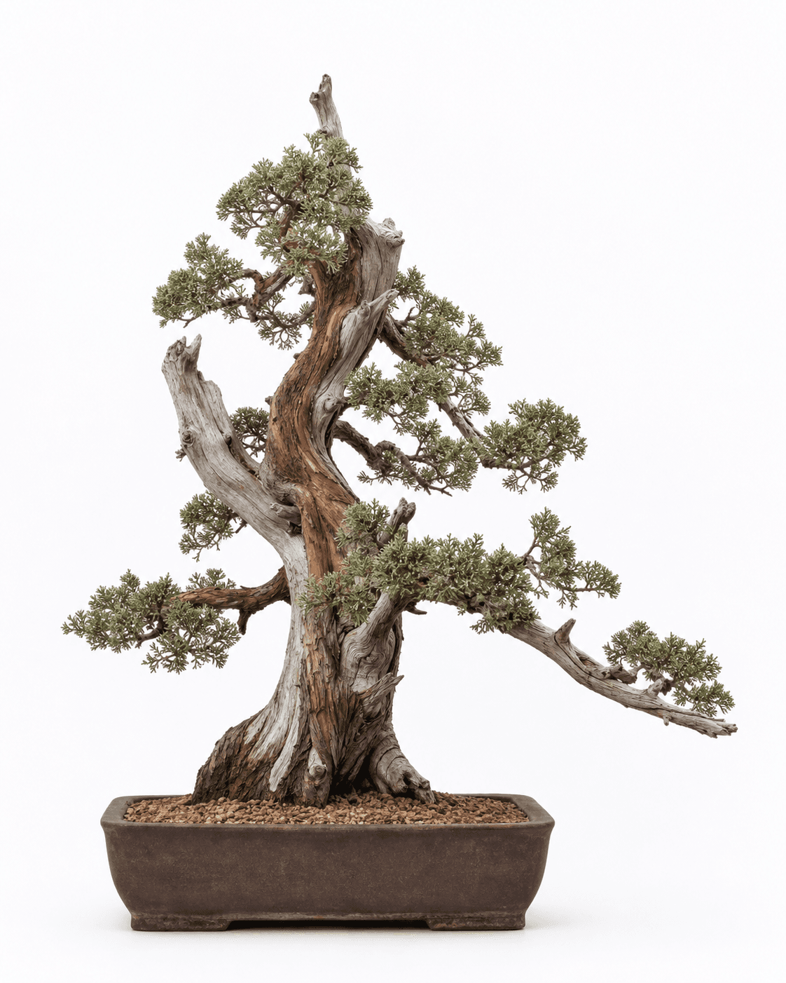 Western juniper bonsai with cylindrical sun-weathered deadwood, a reddish living vein, gray-green scale foliage, and an unglazed rectangular pot