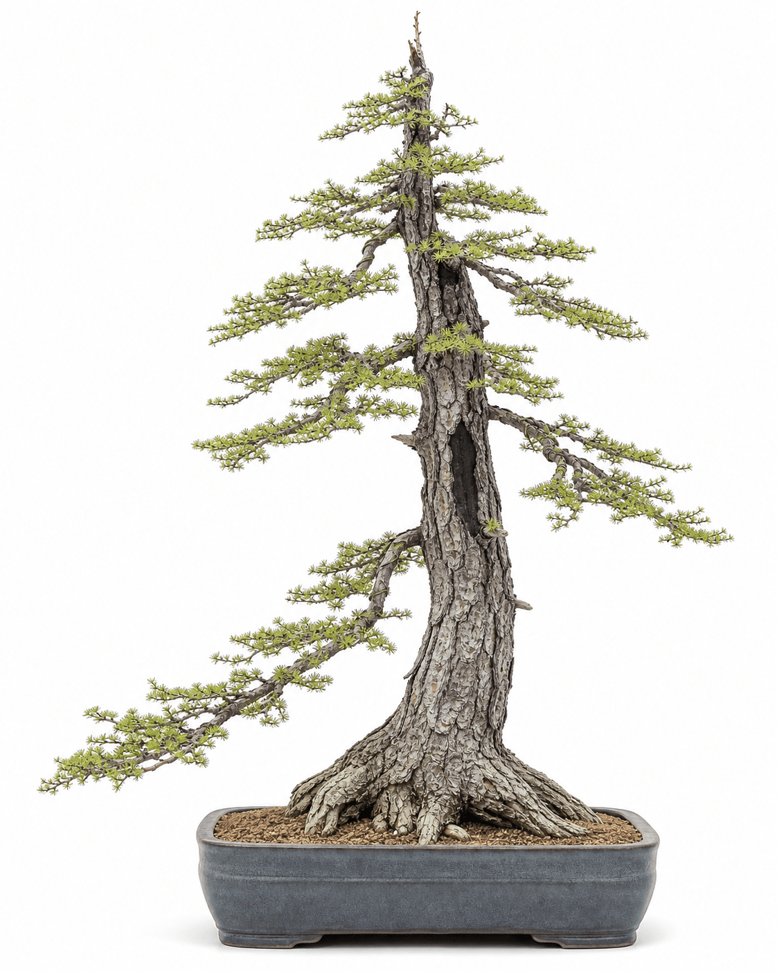 Western larch bonsai with plated bark, gray twigs, open green needle rosettes, a restrained fire scar, and a smoky blue-gray rectangular pot