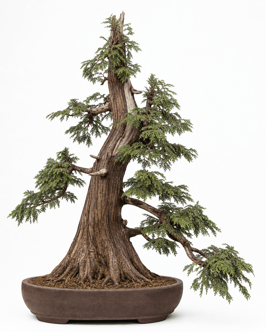 Western redcedar bonsai with a buttressed trunk, arching scale-foliage fans, a broken multi-apex crown, and an unglazed oval pot