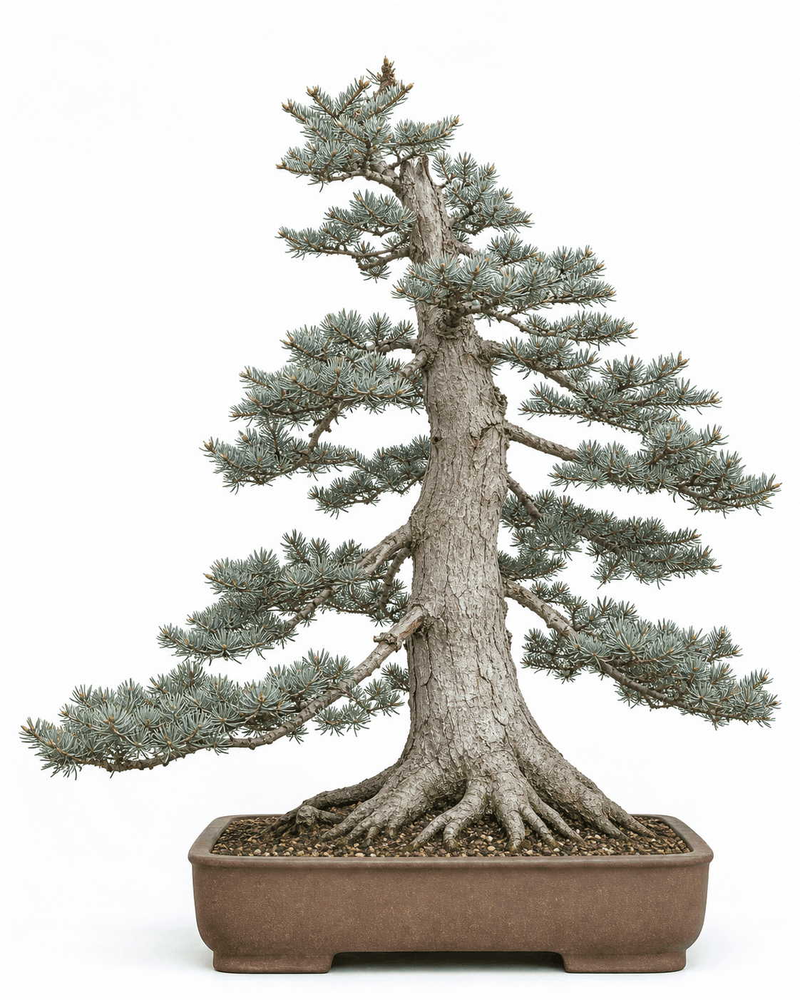 White fir bonsai with soft blue-green needles, a pale furrowed western-conifer trunk, open asymmetric branches, and an unglazed rectangular pot