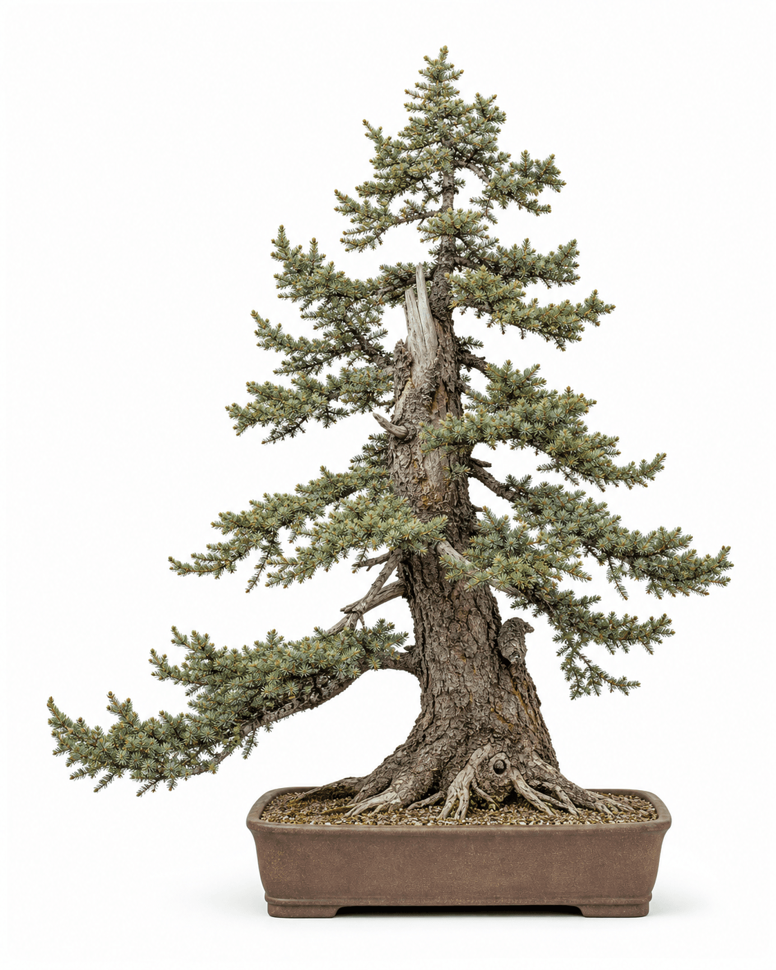 White spruce bonsai with fine blue-green radial needles, an irregular boreal crown, old scaly bark, restrained deadwood, and an unglazed rectangular pot