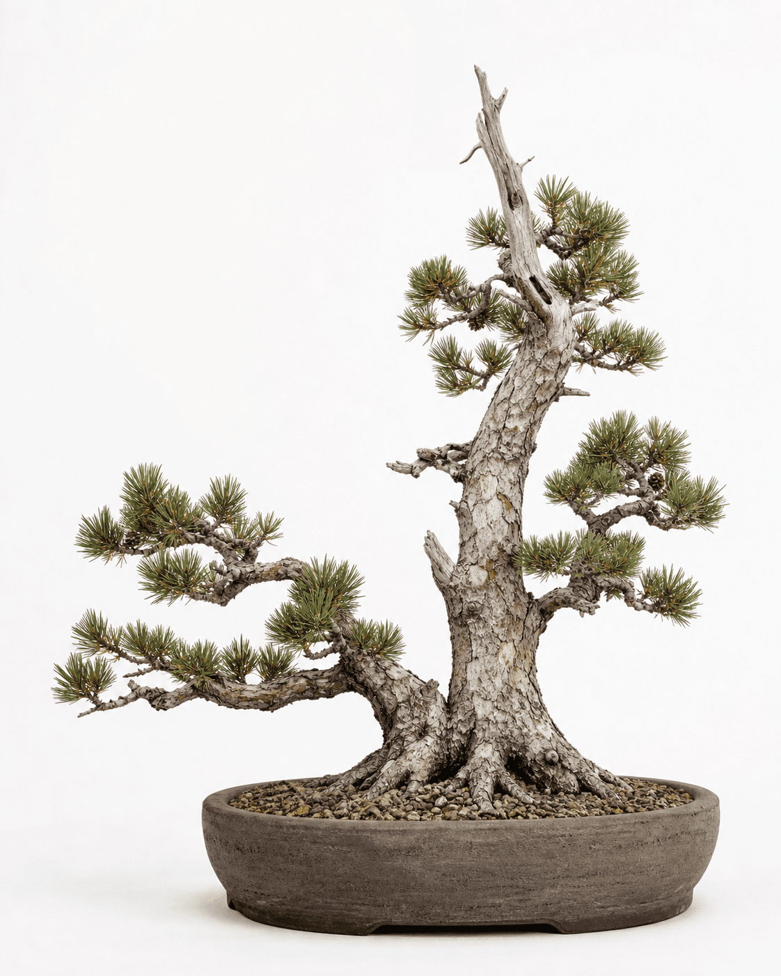 Whitebark pine bonsai with pale weathered bark, a dead-top two-trunk form, short five-needle foliage, and a broad unglazed oval pot