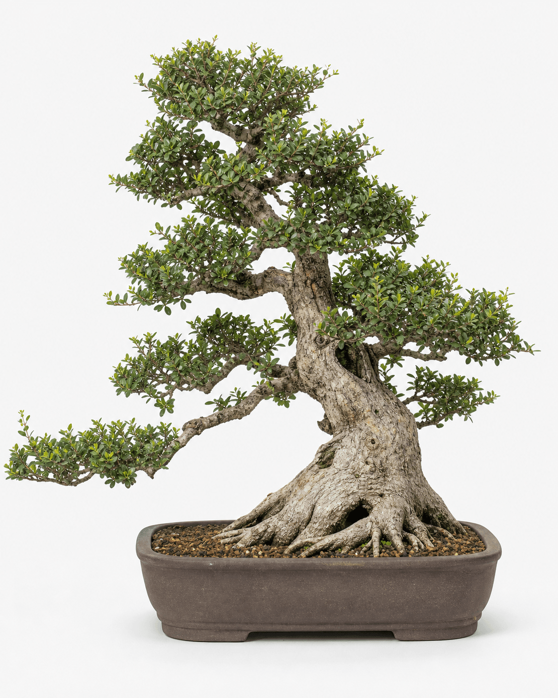 Yaupon holly bonsai with a heavy coastal-lean trunk, compact evergreen foliage, restrained hollows, and an unglazed brown rectangular pot