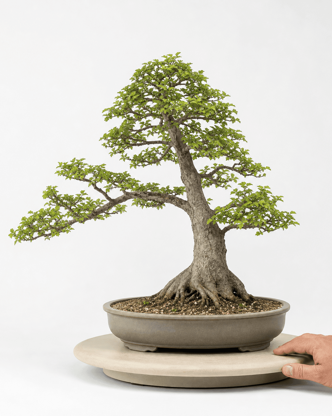 Asymmetric deciduous bonsai on a turntable with a clear base, trunk line, defining branch, and rounded apex