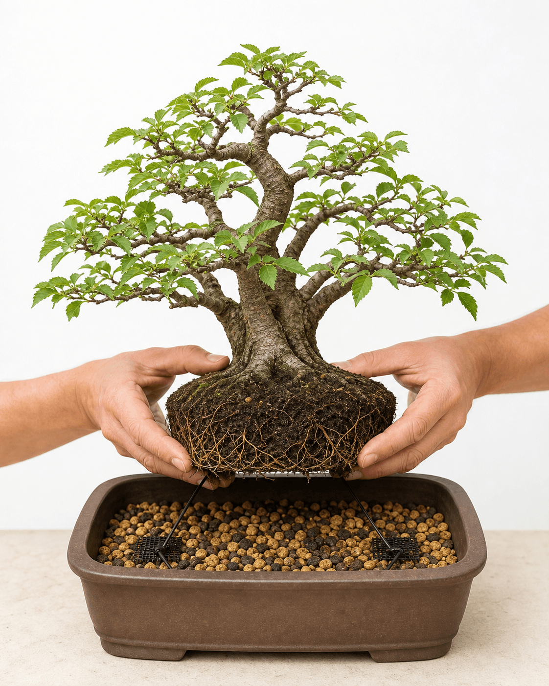 Mature deciduous bonsai with an intact fine-root pad being settled into a prepared shallow pot with aggregate and tie-down wires