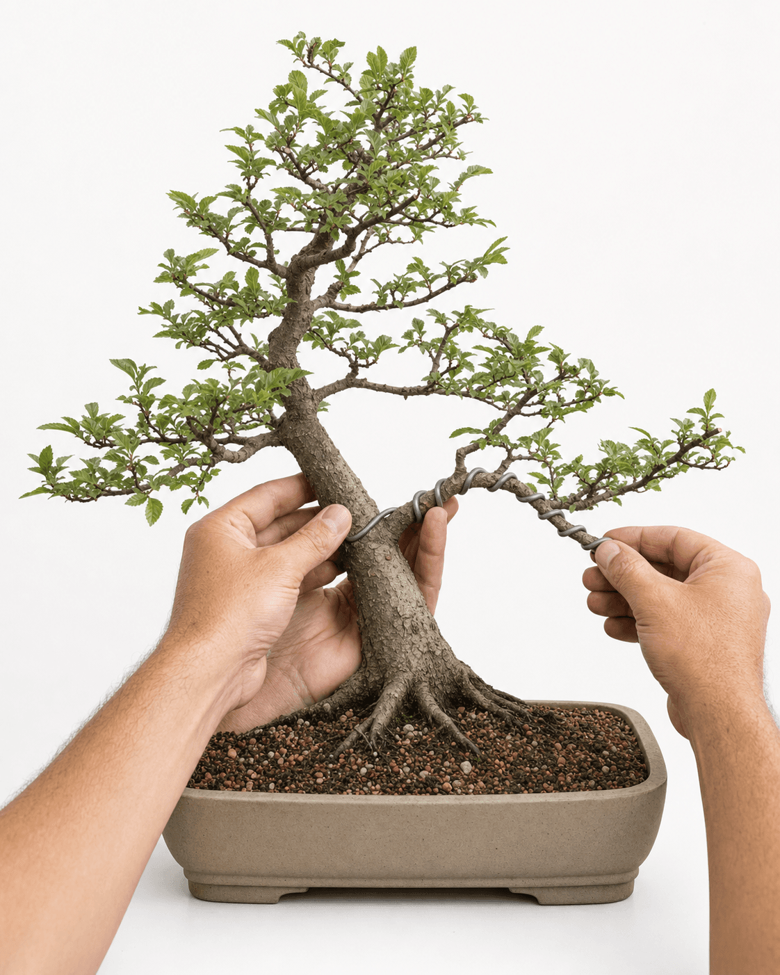 Deciduous bonsai with an aluminum structural wire applied in even coils while two hands support the branch