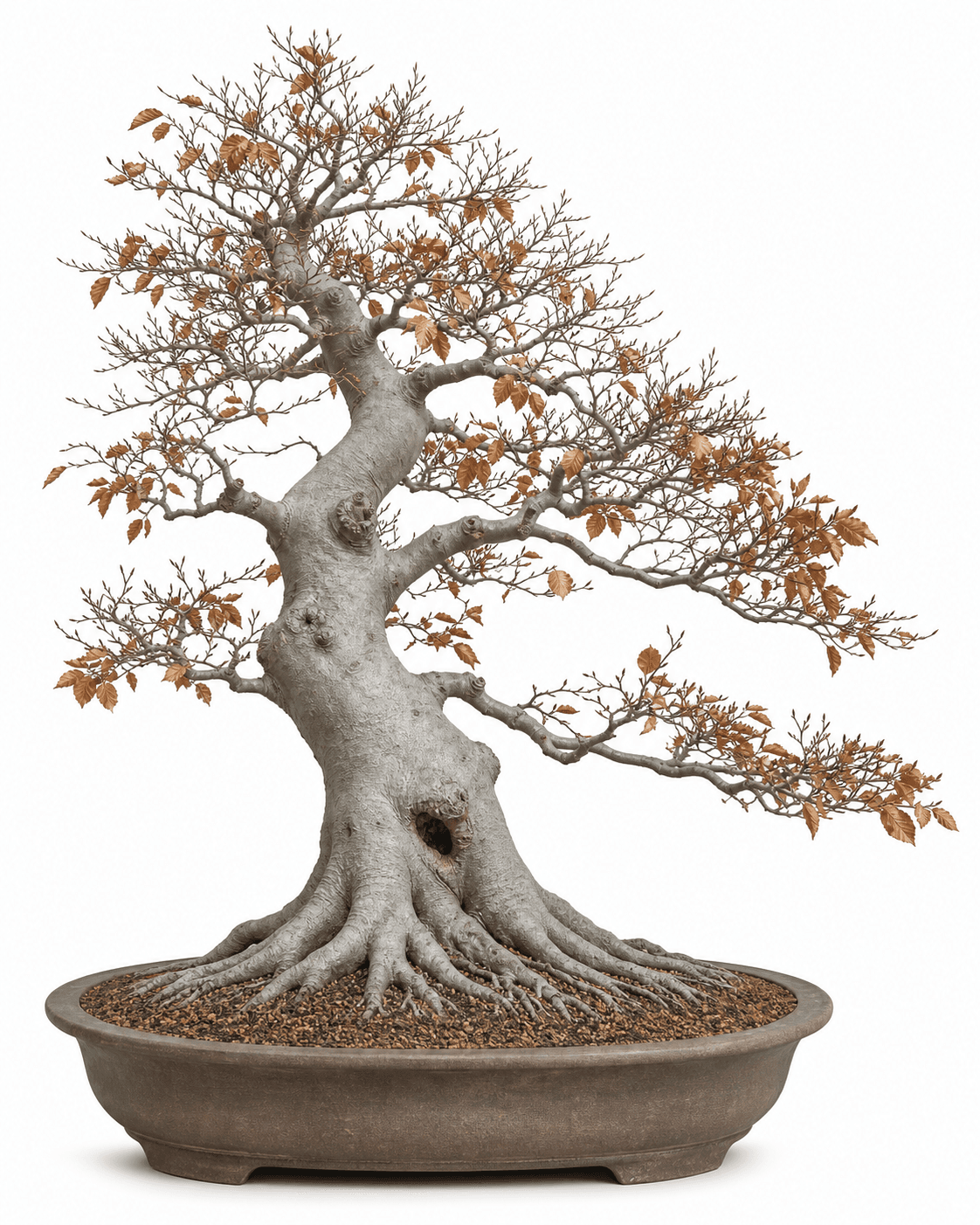 American beech bonsai with smooth blue-gray bark, a broad root flare, sparse copper leaves, and an unglazed oval pot