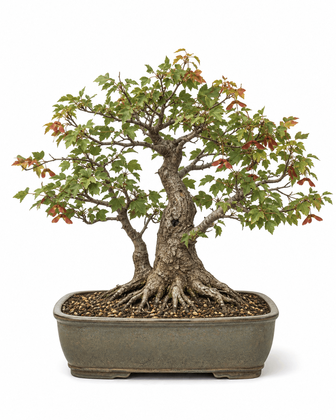 Amur maple bonsai with a broad irregular crown, red paired samaras, weathered gray-brown bark, and a moss-gray rectangular pot