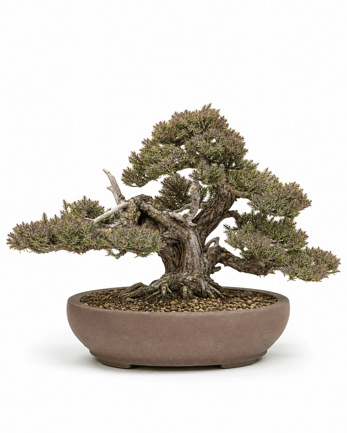 Andorra juniper bonsai with a low mounded trunk, green foliage tipped with plum-purple winter color, modest deadwood, and an unglazed oval pot