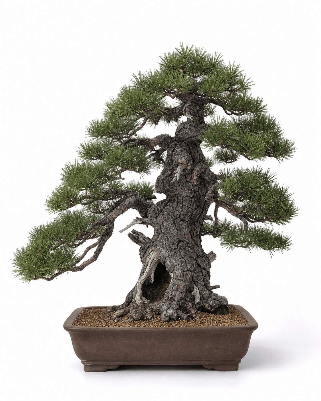 Austrian black pine bonsai with stiff paired needles, dark plated bark, restrained pine deadwood, and an unglazed brown pot