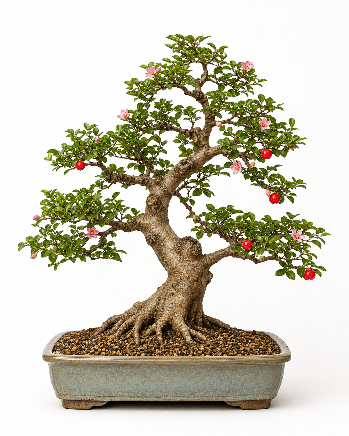 Barbados cherry bonsai with opposite glossy leaves, pink flowers, red acerola fruit, a spreading trunk, and a muted celadon rectangular pot