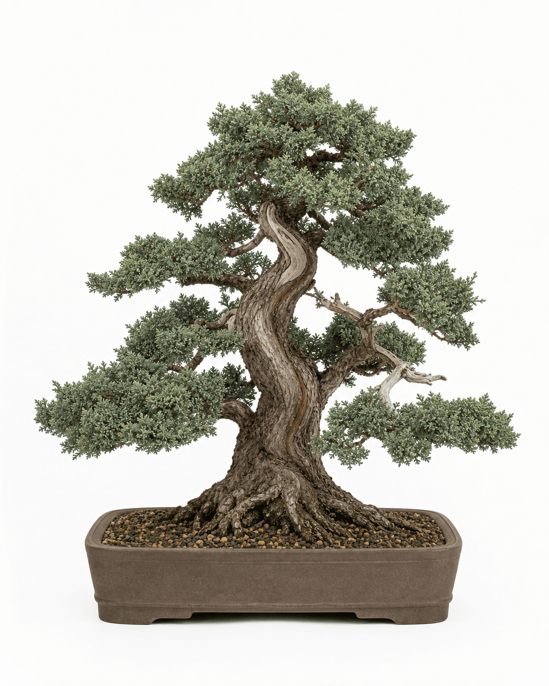 Blaauw juniper bonsai with blue-green adult scale foliage, a broad aged trunk, restrained deadwood, and a shallow unglazed rectangular pot