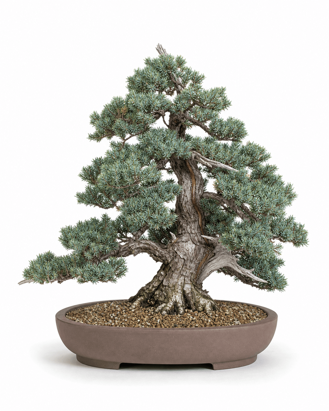 Blue Star juniper bonsai with compact steel-blue foliage, a broad aged trunk, restrained deadwood, and a shallow unglazed oval pot