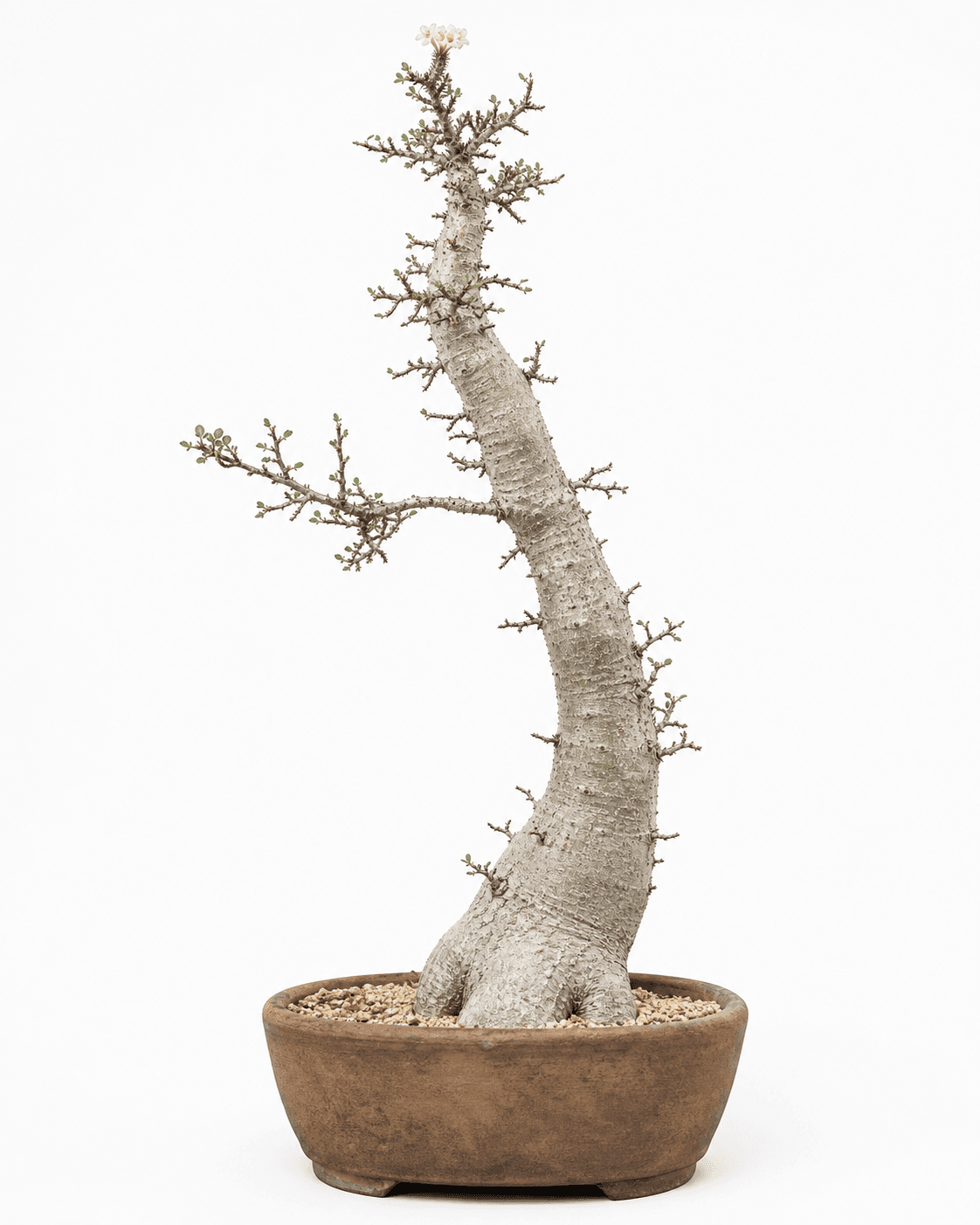 Boojum tree bonsai with a tall pale columnar trunk, sparse thorny side shoots, cream flowers, and an unglazed oval pot