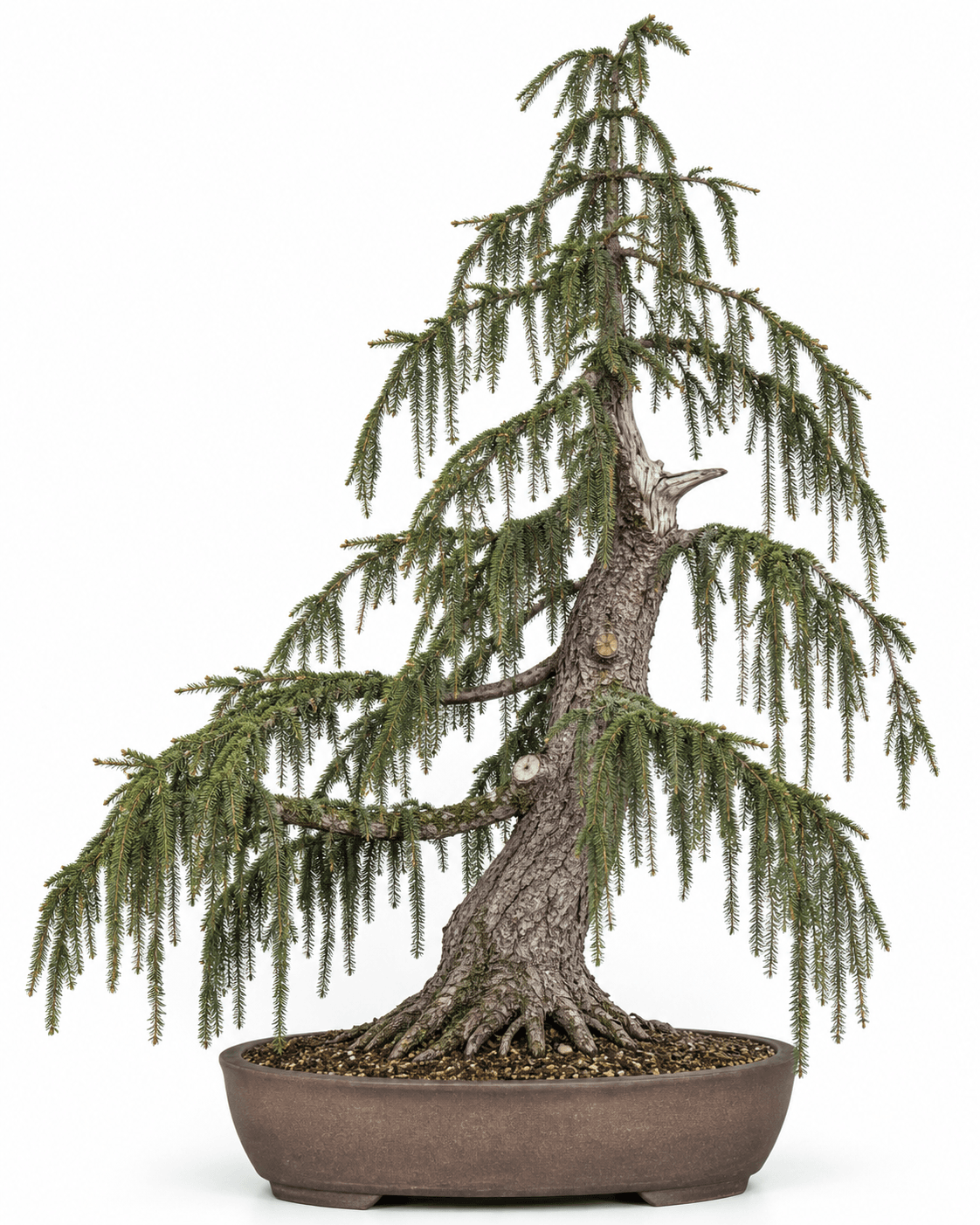 Brewer spruce bonsai with long pendant branchlet curtains, dark green radial needles, weathered gray-brown bark, and an unglazed oval pot
