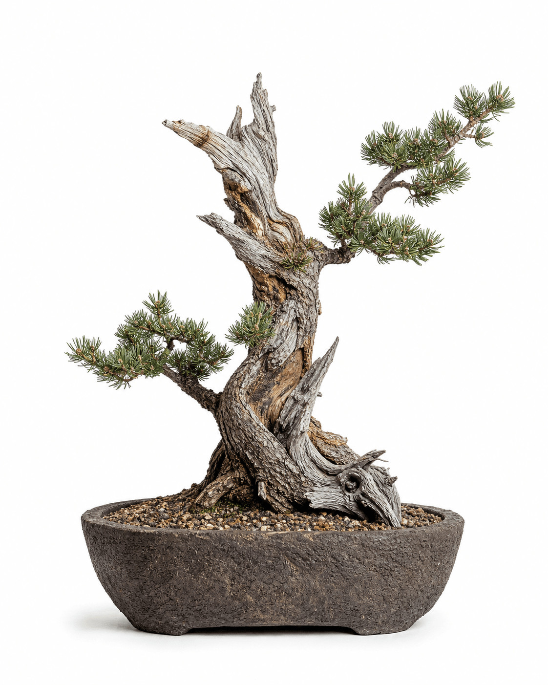 Bristlecone pine bonsai with sparse five-needle foliage, fractured alpine deadwood, an asymmetric rising branch, and a rugged unglazed pot