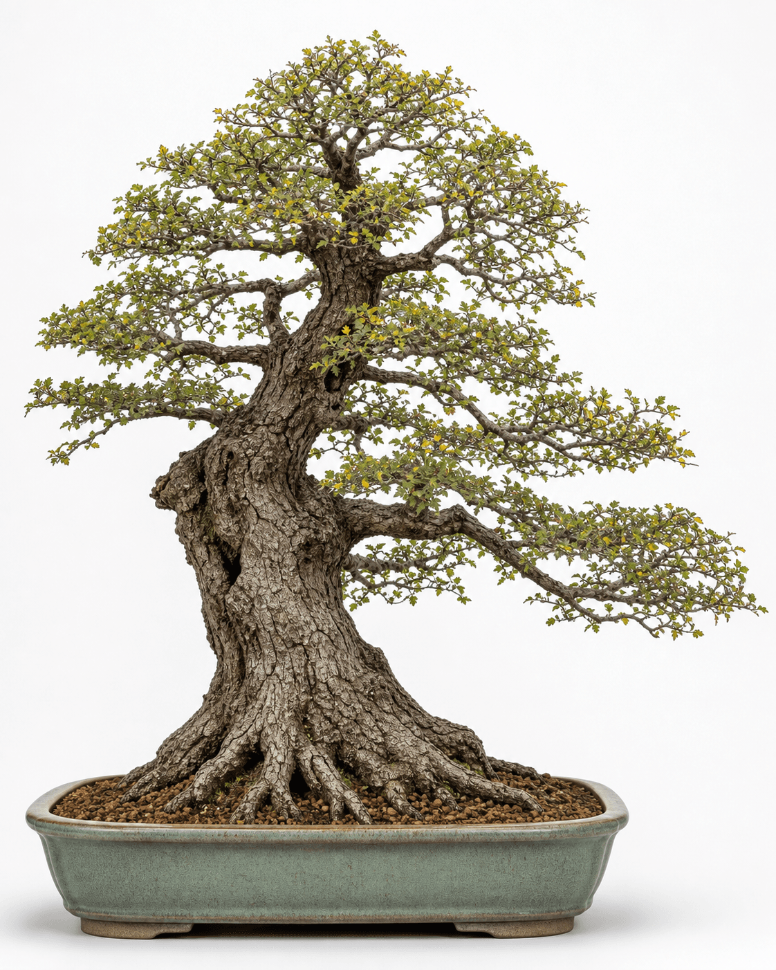 Cedar elm bonsai in a naturalistic informal upright style with rugged bark, fine foliage, and a muted celadon pot