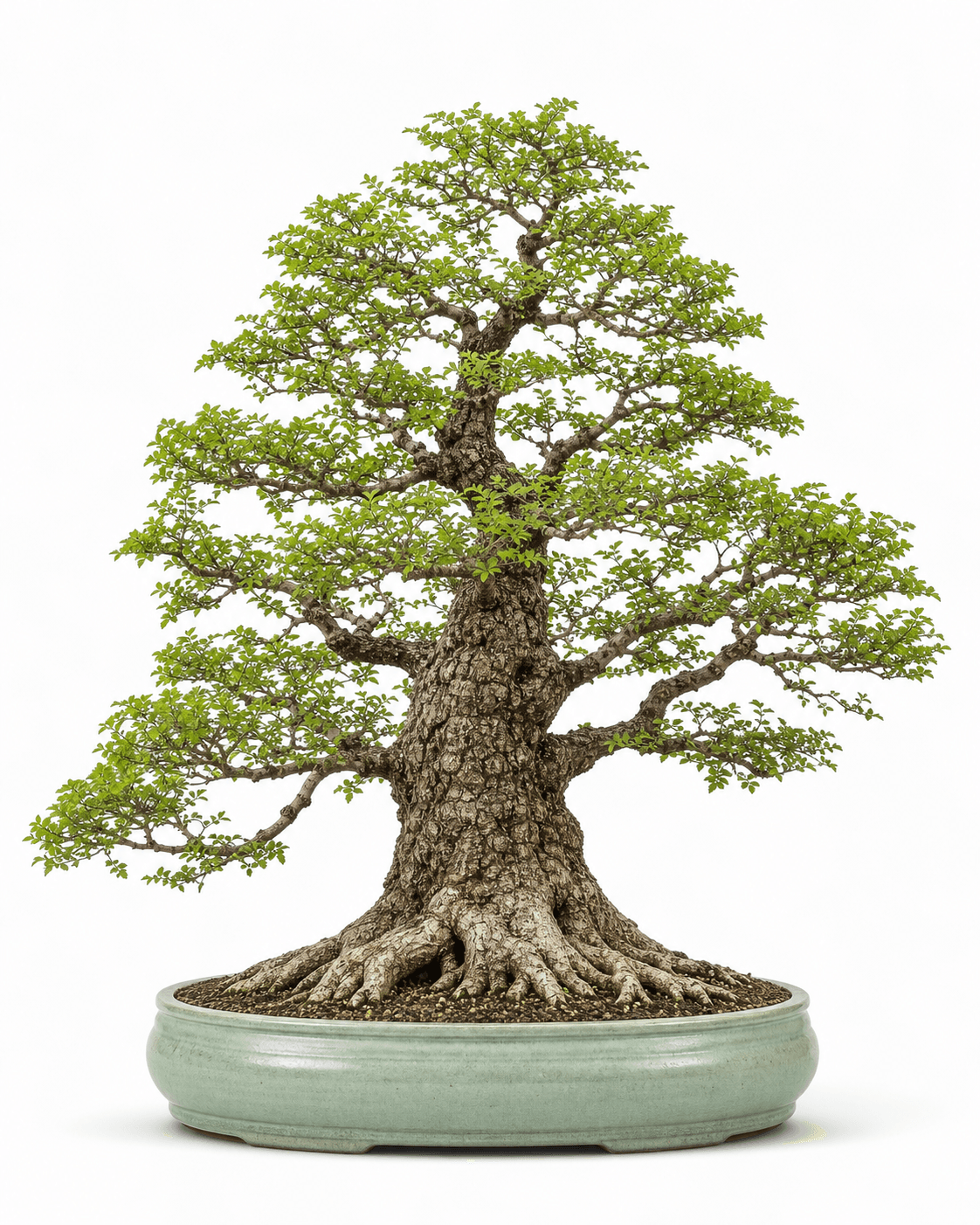 Chinese elm bonsai with a broad flared base, corked bark, fine green deciduous branching, and a pale celadon oval pot