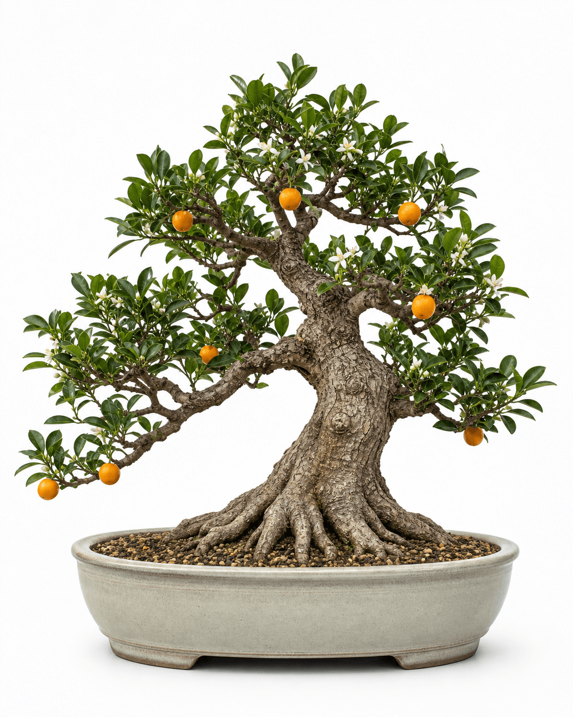 Citrus bonsai with glossy evergreen leaves, white blossoms, restrained orange fruit, an old informal-upright trunk, and a muted oval pot
