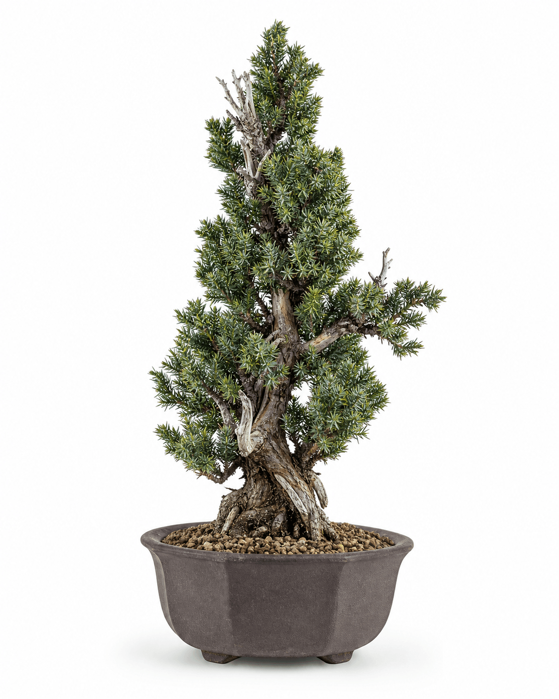 Common Juniper Compressa bonsai with a narrow upright crown, short blue-green needle foliage, fine deadwood, and a small unglazed pot