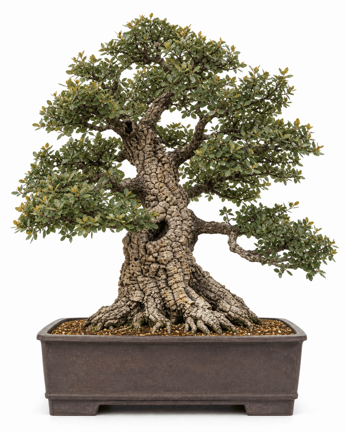 Cork oak bonsai with deeply plated bark, a broad evergreen crown, and an unglazed brown pot