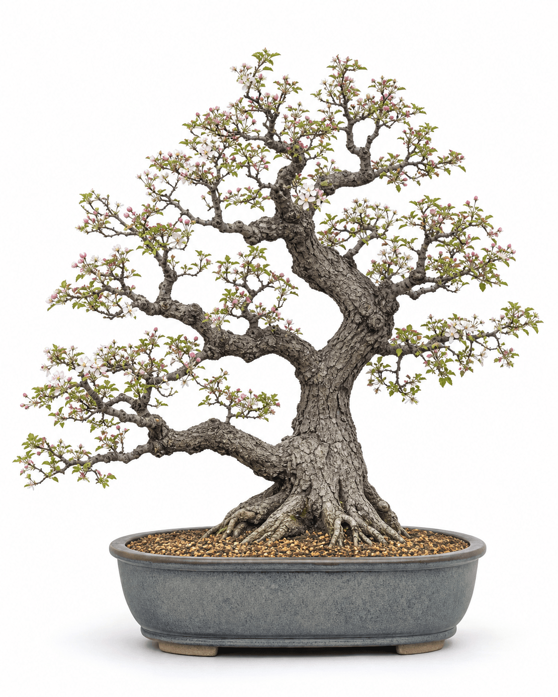 Crabapple bonsai with rugged angular branching, pale spring flowers, fresh green leaves, and a blue-gray oval pot