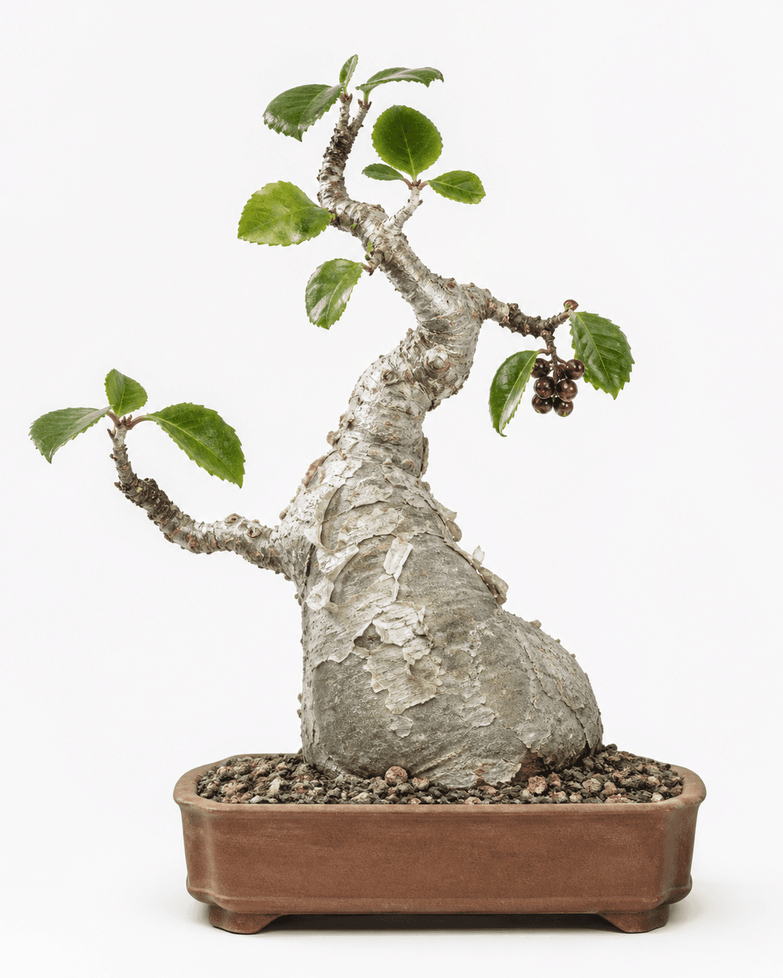 Cyphostemma bonsai with a swollen trunk, papery white bark, large toothed leaves, dark berries, and an unglazed rectangular pot