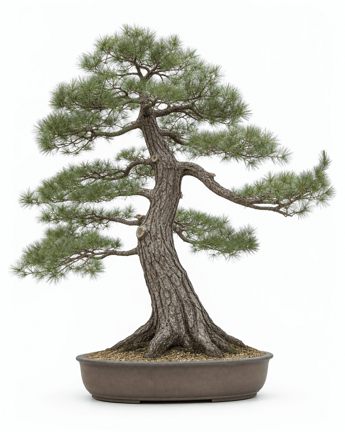 Eastern white pine bonsai with a broad open crown, soft five-needle foliage, horizontal limbs, and a shallow unglazed oval pot