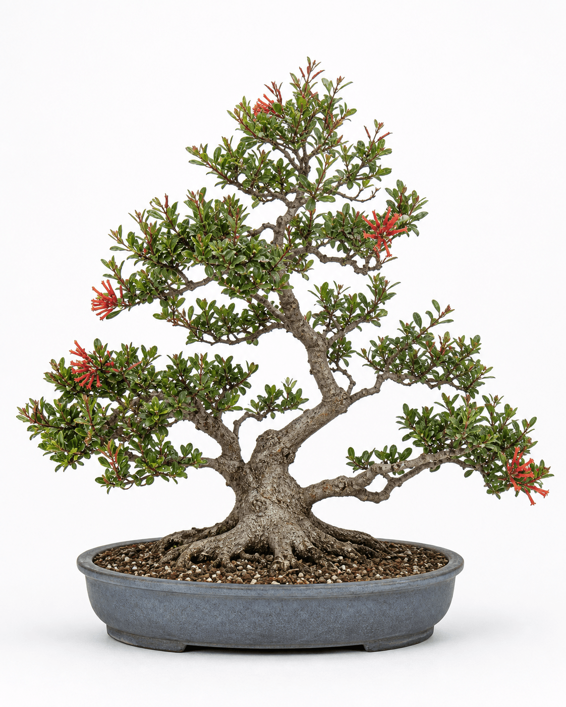 Escallonia bonsai with a weathered twin-leader trunk, small glossy leaves, restrained red tubular flowers, and a weathered blue-gray oval pot