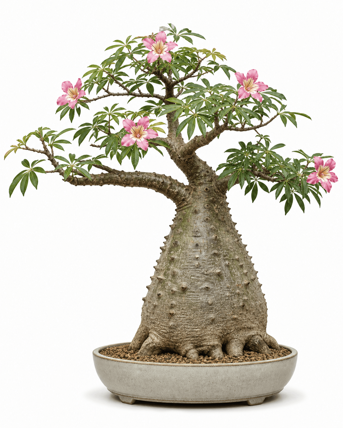 Floss silk tree bonsai with a thorny bottle trunk, palmate leaves, pink flowers, and a warm bone oval pot