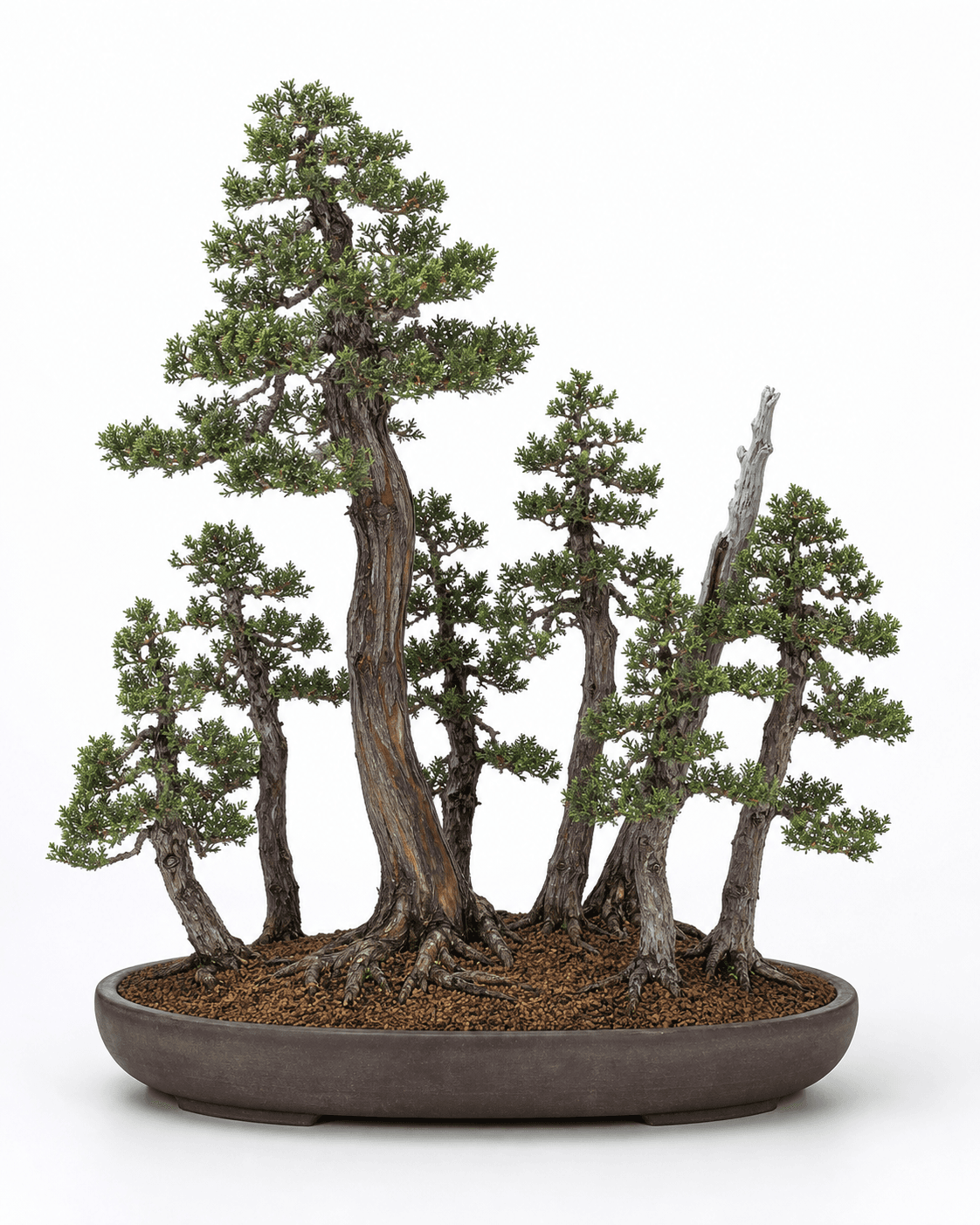 Foemina juniper bonsai forest with varied upright trunks, mature scale foliage, restrained deadwood, and a broad unglazed oval pot