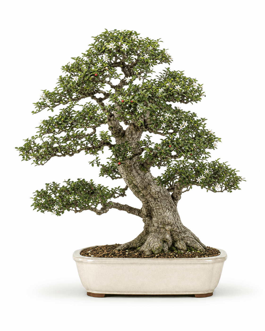 Fukien tea bonsai with rough bark, small glossy leaves, white flowers, red fruit, and a warm ivory glazed pot