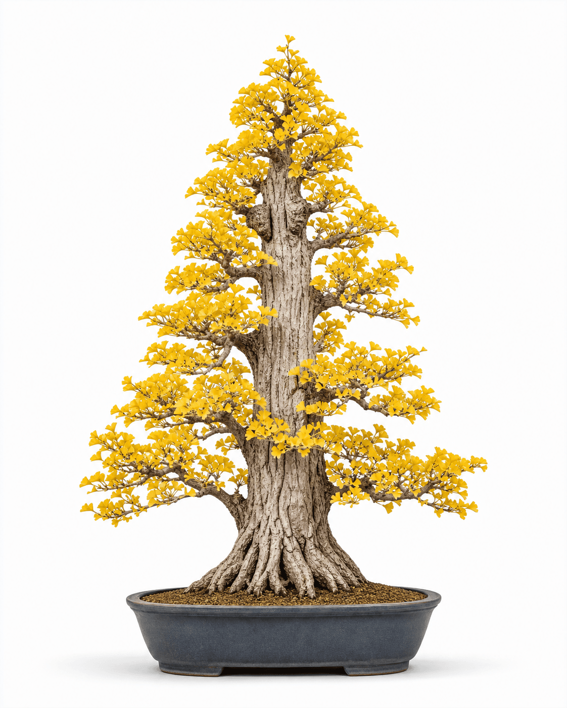 Ginkgo bonsai in golden autumn foliage with a tall flame-shaped trunk, fan leaves, chichi swellings, and an indigo glazed oval pot