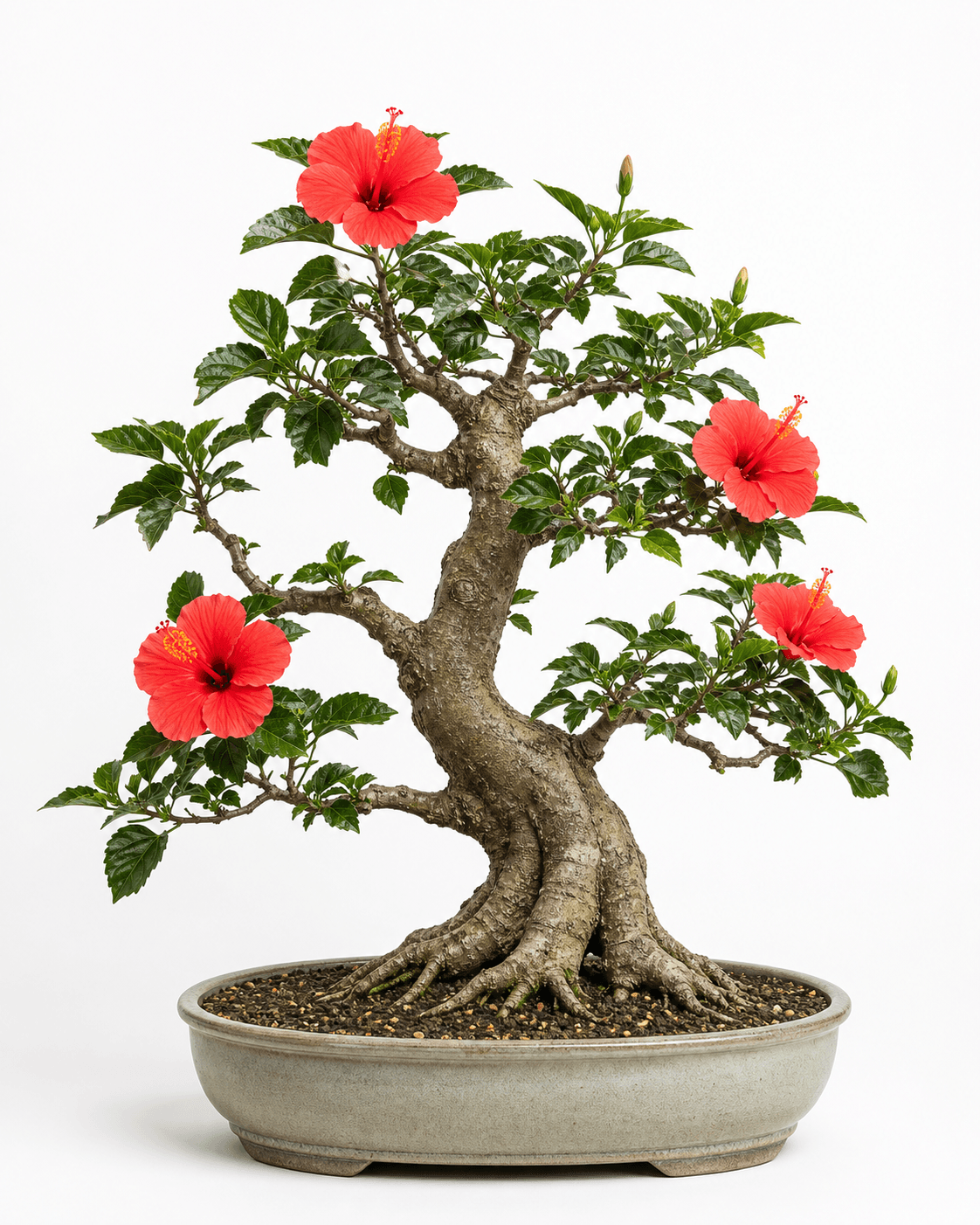 Chinese hibiscus bonsai with glossy serrated leaves, coral-red flowers, an open informal-upright trunk, and a muted oval pot