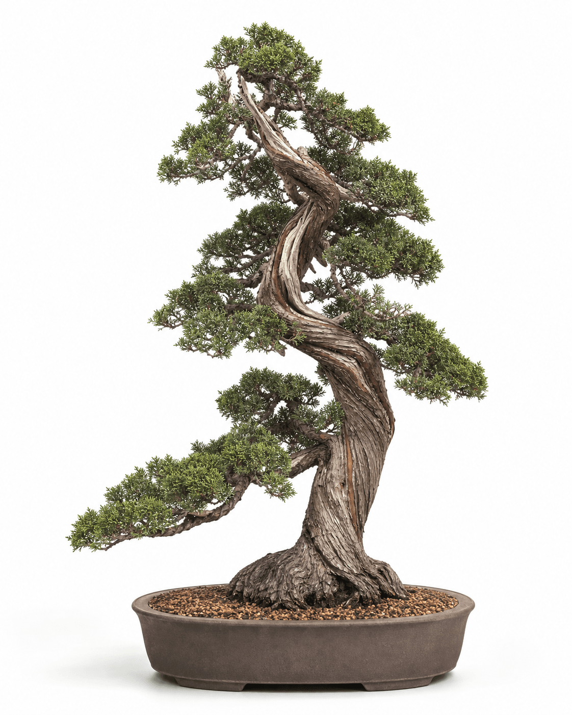 Hollywood juniper bonsai in a sculptural informal upright style with a twisted trunk, mature scale foliage, and an unglazed smoke-brown oval pot