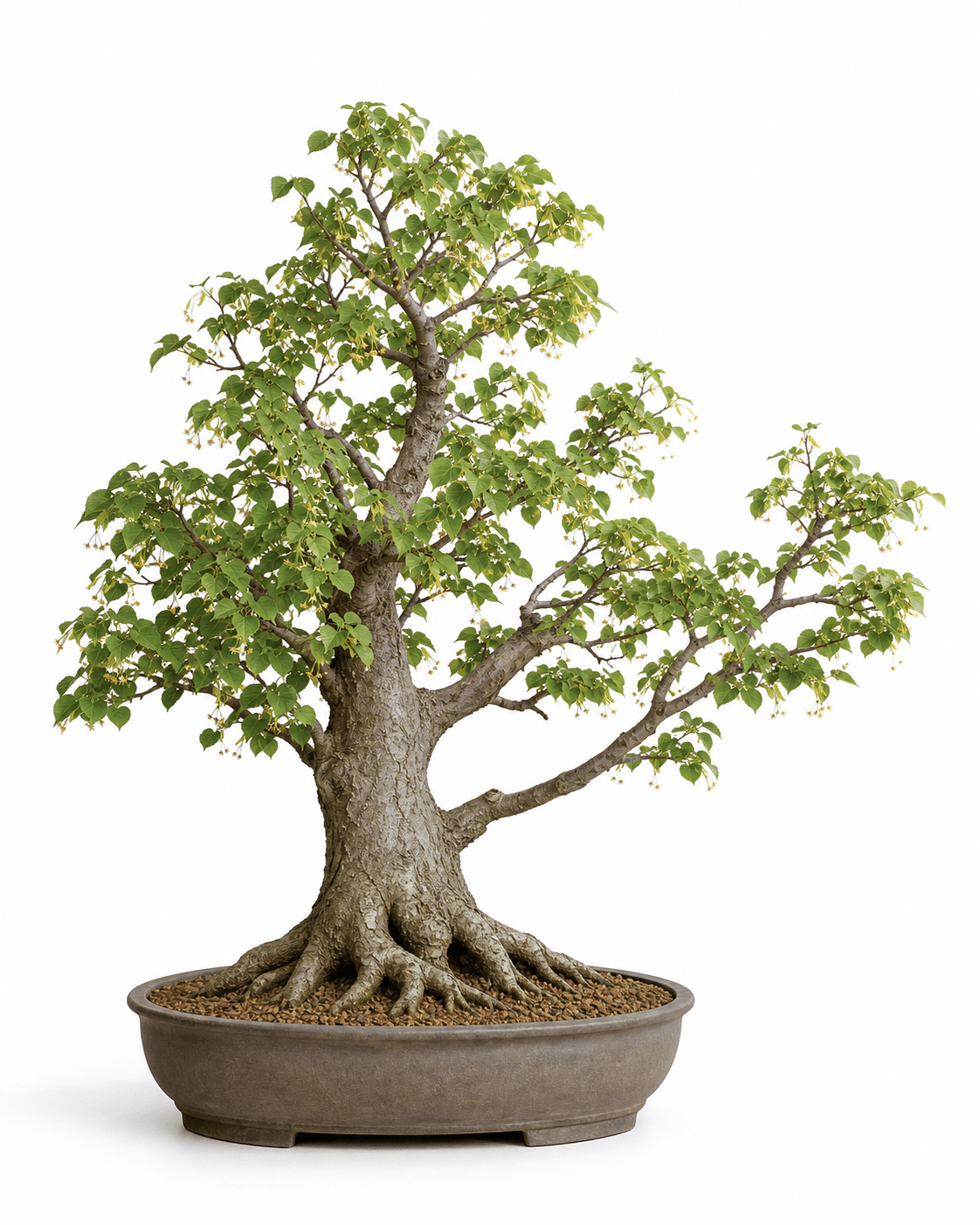 Littleleaf linden bonsai with rising branches, heart-shaped leaves, creamy flower clusters, and a warm gray-brown oval pot