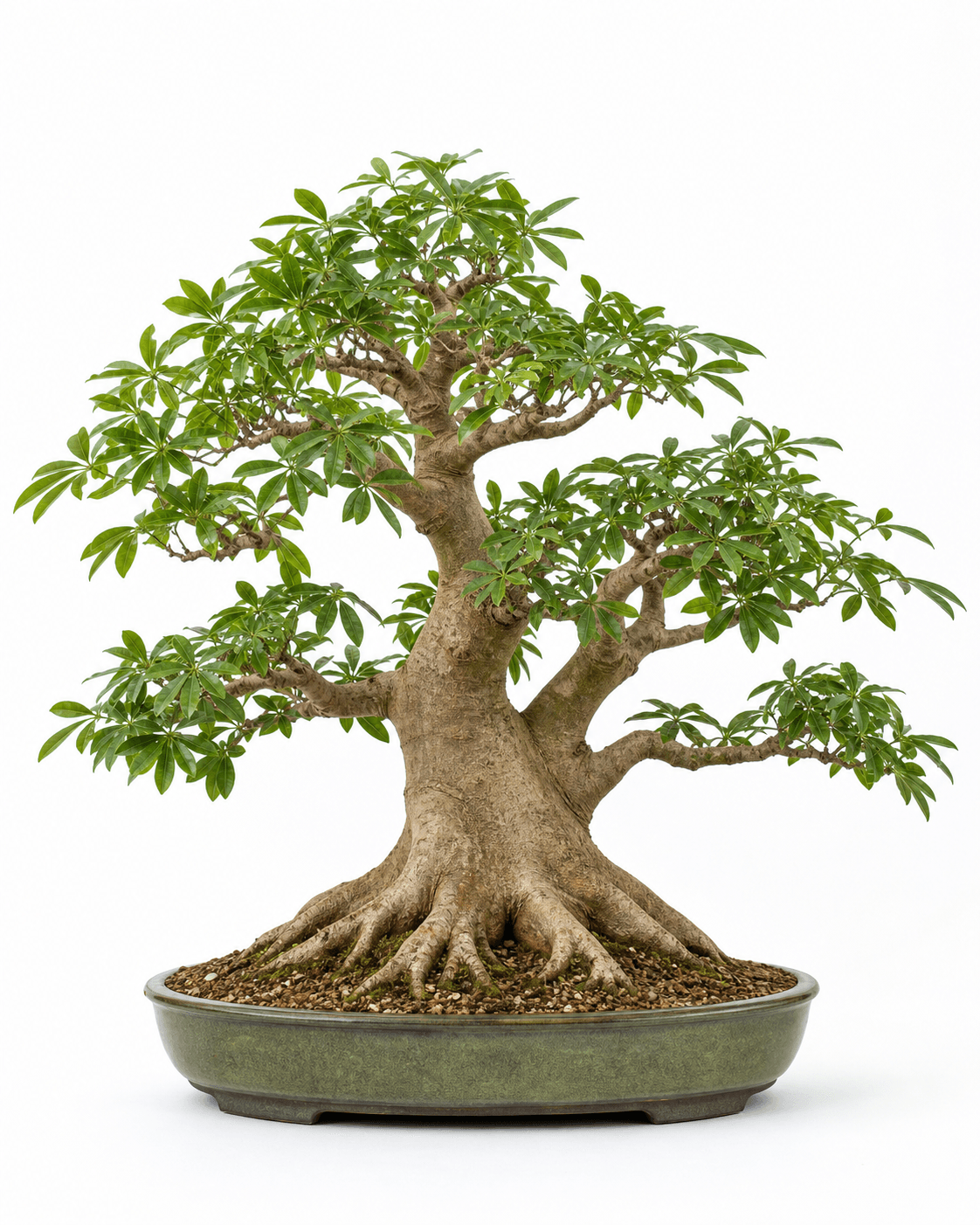 Money tree bonsai with palmate compound leaves, a broad buttressed trunk, an open tropical canopy, and a muted green oval pot