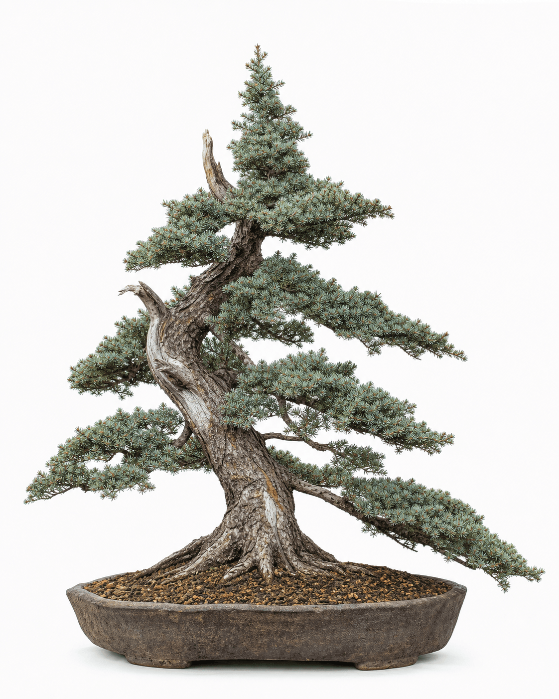Mountain hemlock bonsai with radial blue-gray needles, a weathered alpine trunk, pointed directional branches, and an unglazed oval pot
