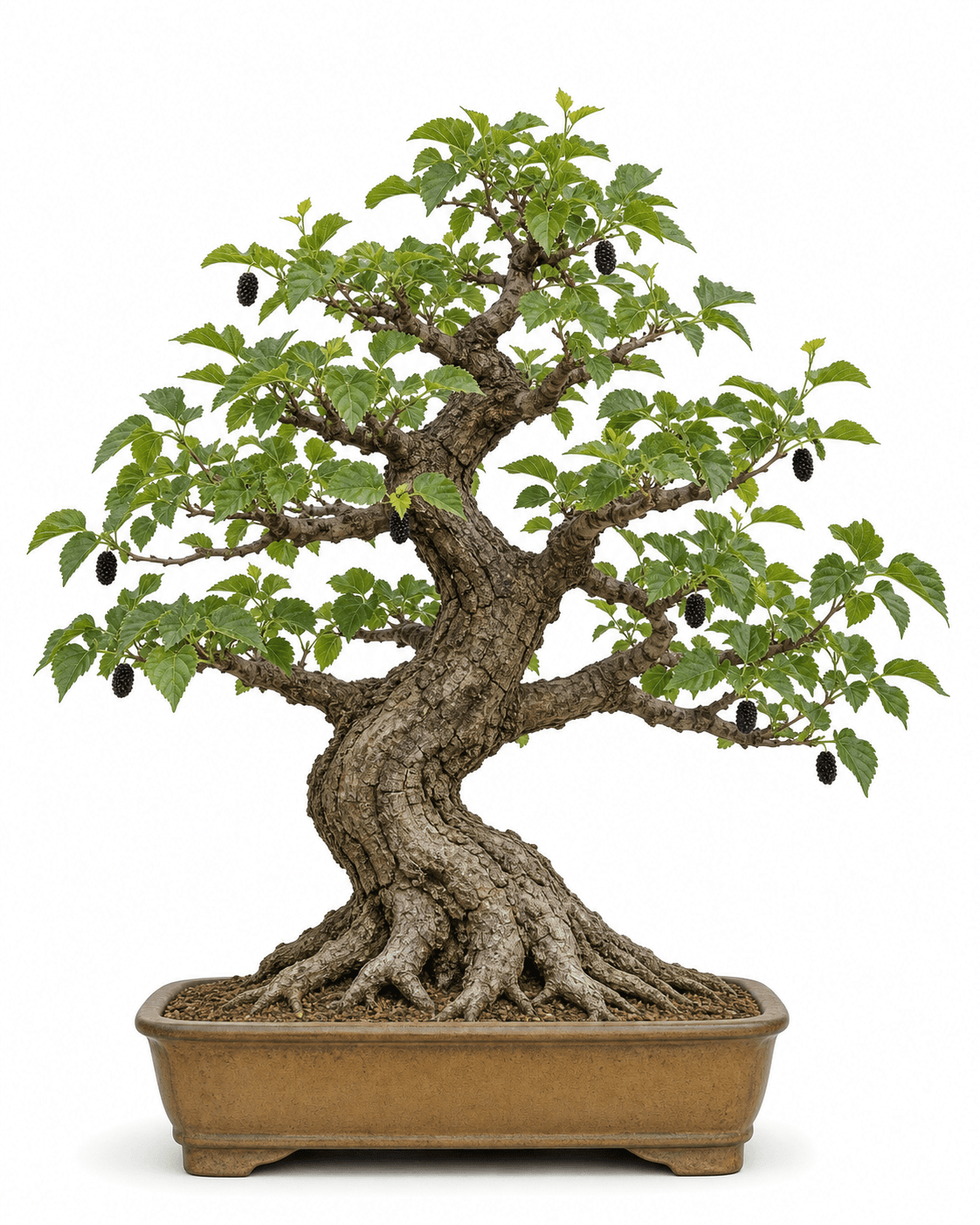 White mulberry bonsai with rugged fissured bark, dark summer fruit, and a warm ochre-brown rectangular pot
