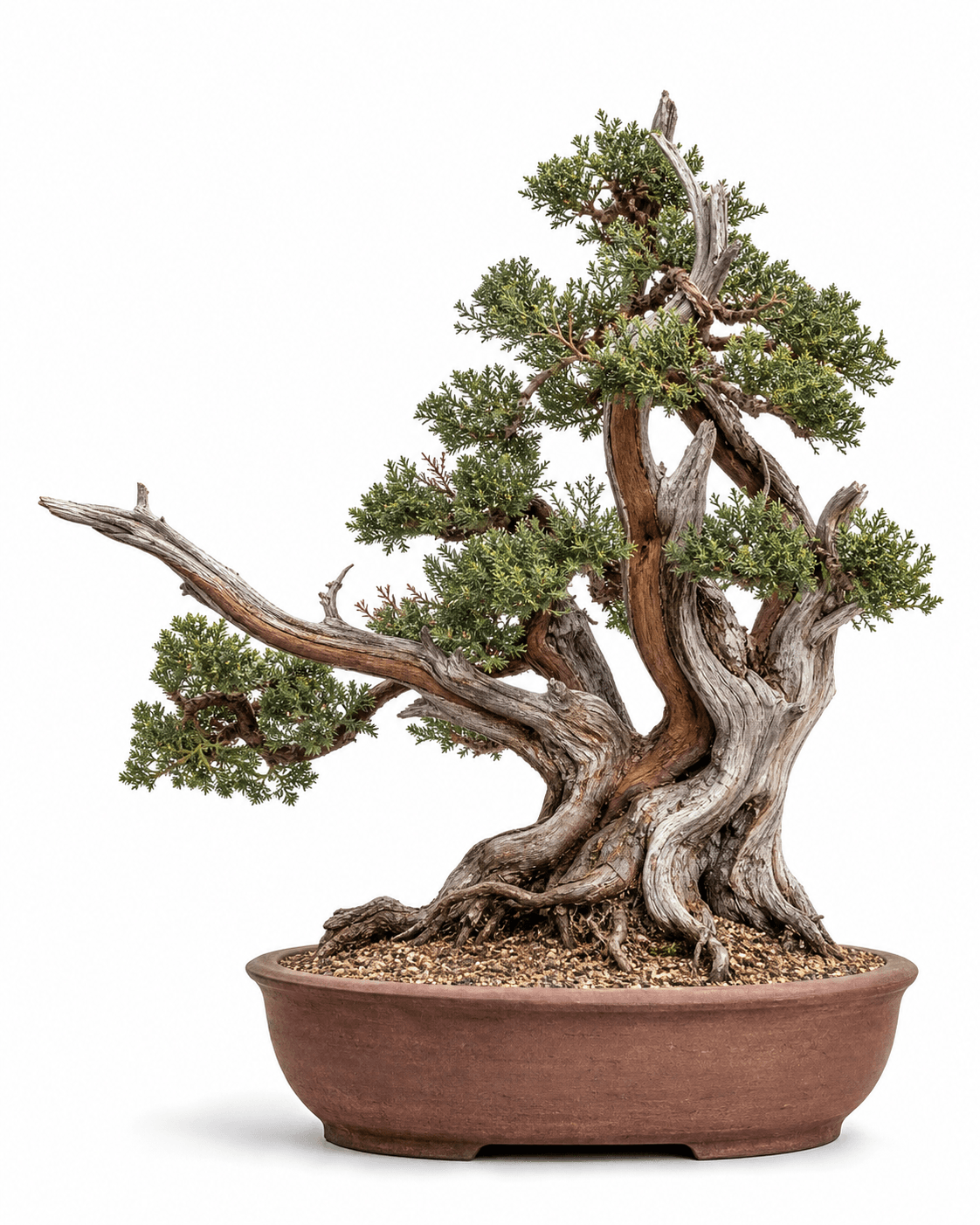 One-seed juniper bonsai with a multi-limbed desert form, weathered deadwood, coarse gray-green scale foliage, and an unglazed oval pot