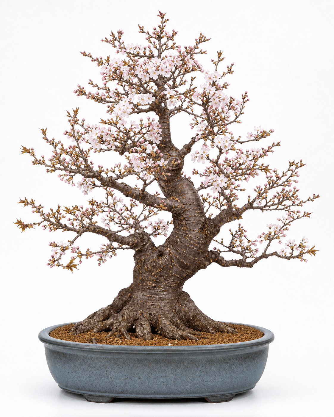 Ornamental cherry bonsai with pale pink spring blossoms, reddish bark, upward branch tips, and a dusty blue-gray oval pot