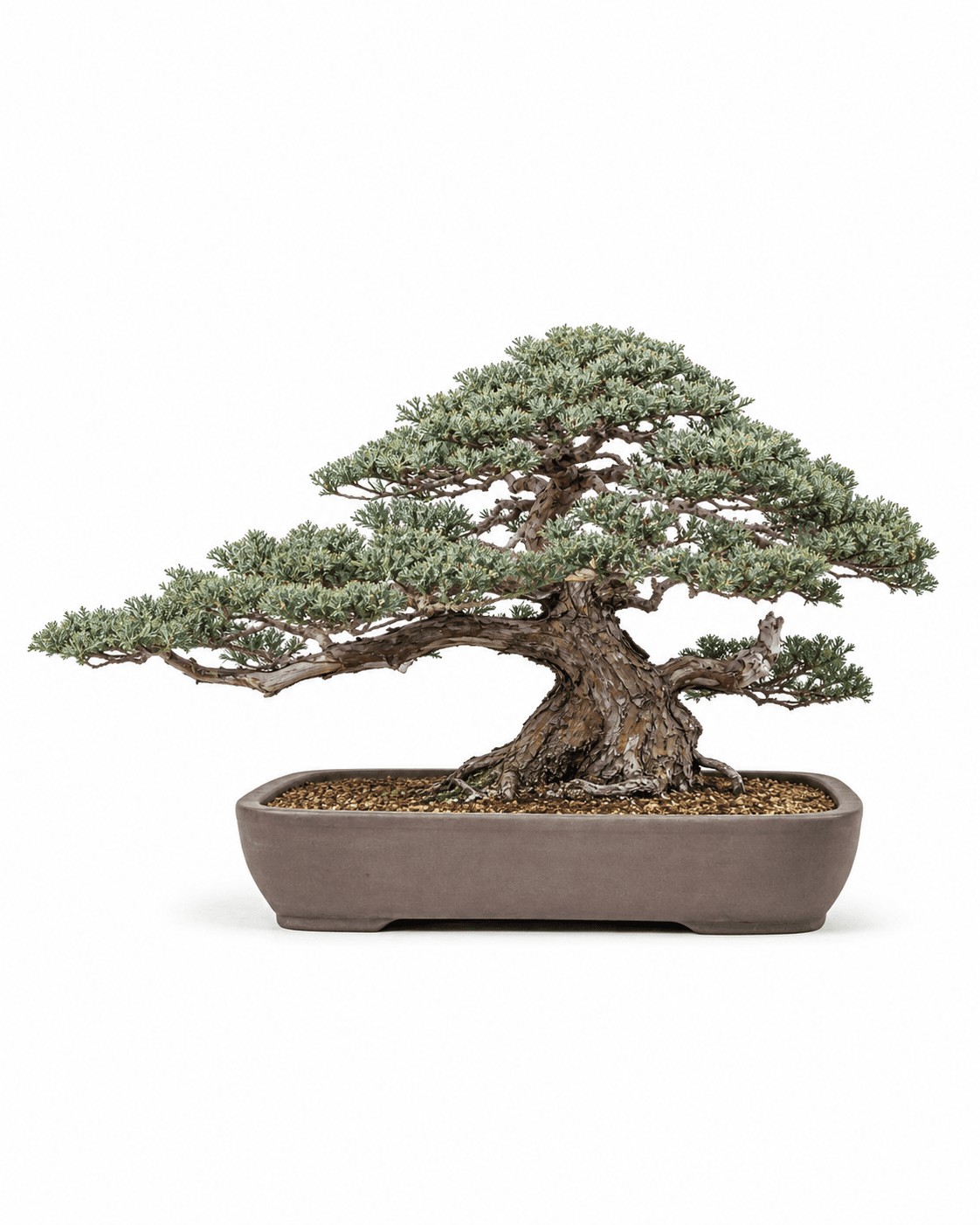 Parsons juniper bonsai with a low spreading trunk, gray-sage foliage, restrained deadwood, and a shallow unglazed rectangular pot