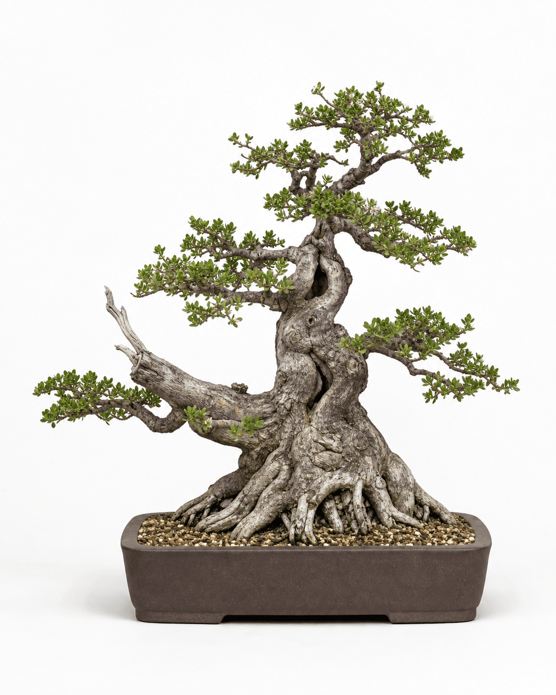 Pemphis bonsai with a broad coastal root base, gnarled gray trunk, sparse tiny-leaved branches, restrained deadwood, and an unglazed rectangular pot